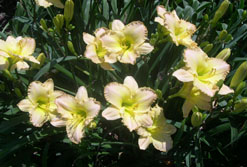 Freshness of Dawn (clump)